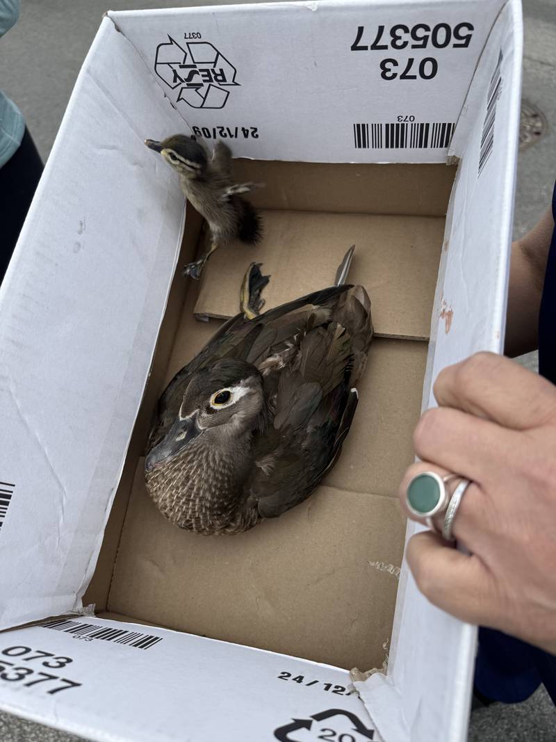 A duck and duckling are moved off of Route 14 in Crystal Lake on Thursday, May 22, 2025, after a duck and about a dozen ducklings tried to cross the street. Many drivers stopped to assist and stop traffic.