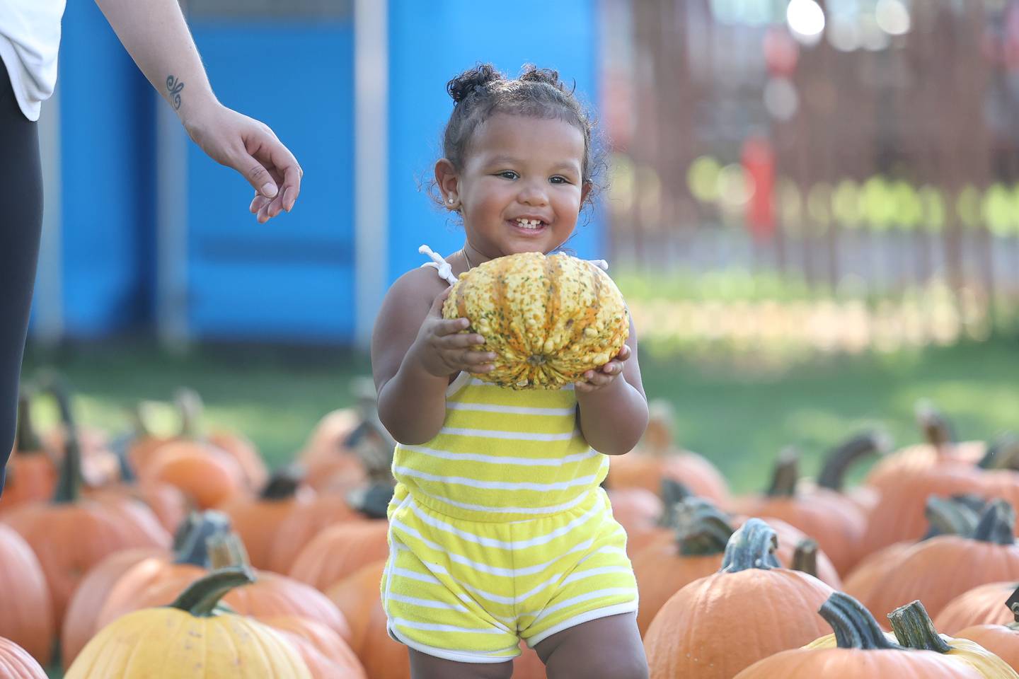 Amoy Perez, 1-years old, picks out her pumpkin at the pumpkin patch at Konow’s Corn Maze on Saturday, Sept. 30, 2023 in Homer Glen.