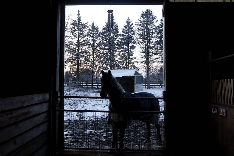 Zippy keeps an eye on all the activity in the barn on Thursday, Jan. 11, 2024, as Laurie Kay, of the Stardust Animal Sanctuary, and  Leslie SanFilippo, work on prepping for the cold weather, by moving animals inside or piling hay and hanging blankets to keep out the cold from the animals pens.