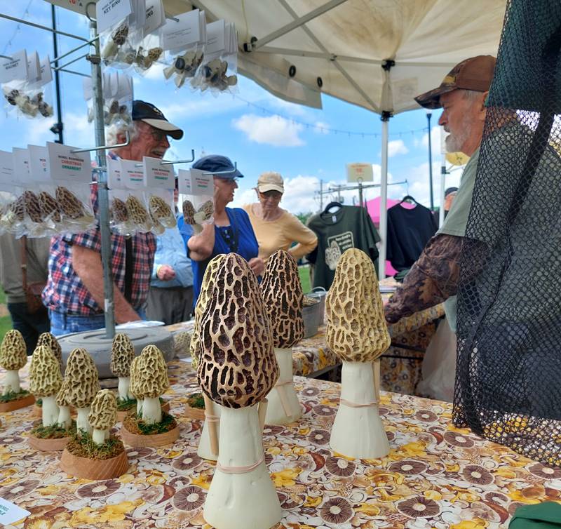 Morel Mania Inc. sold all sorts of morel-themed items from magnets to T-shirts to walking sticks Saturday, May 4, 2024, at the Midwest Morel Fest in the Jordan block in Ottawa.