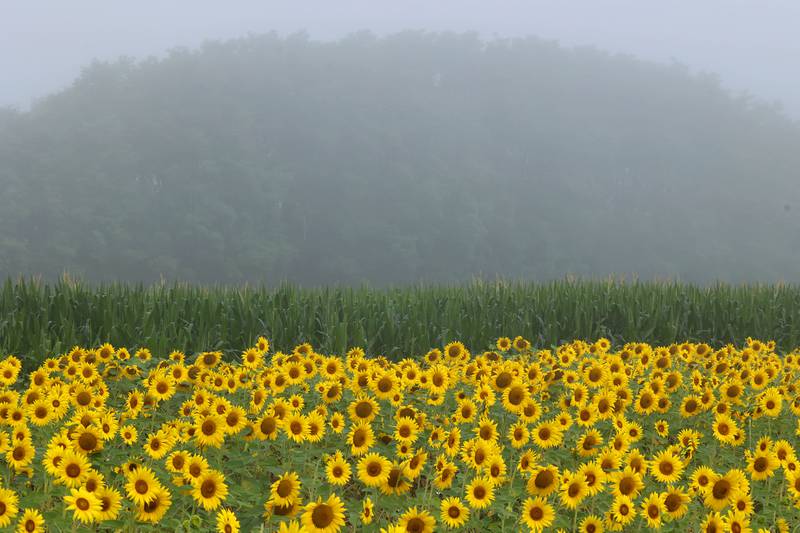 Fog shrouds trees in the distance as sunflowers blooms in a field Monday, July 22, 2024, at Shabbona Lake State Recreation Area in Shabbona Township.