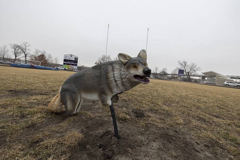 A coyote stand-in patrols the DHS athletic field Tuesday, March 3, 2026. The faux predator was put in place to keep the geese at bay.
