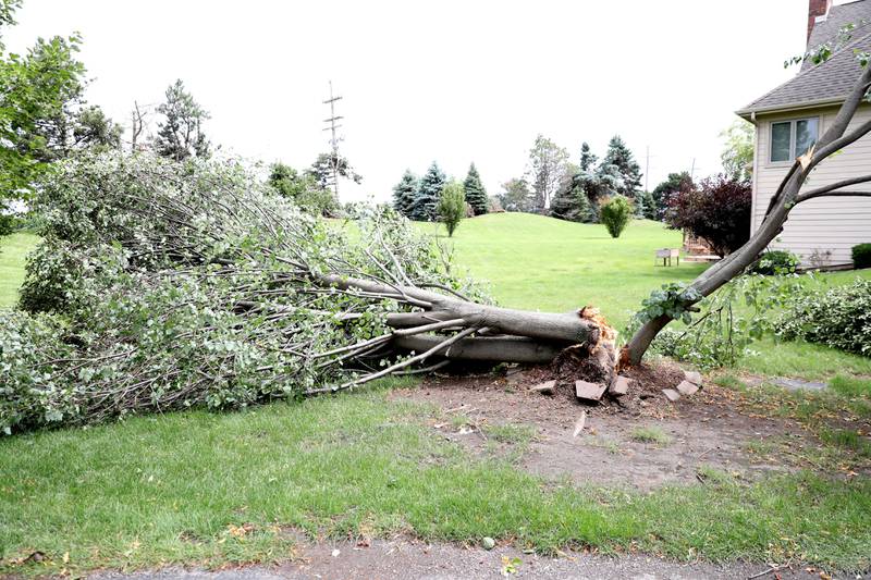 Trees down on Jeff Johnson’s unincorporated Elgin property following a tornado that touched down on Wednesday, July 12, 2023.