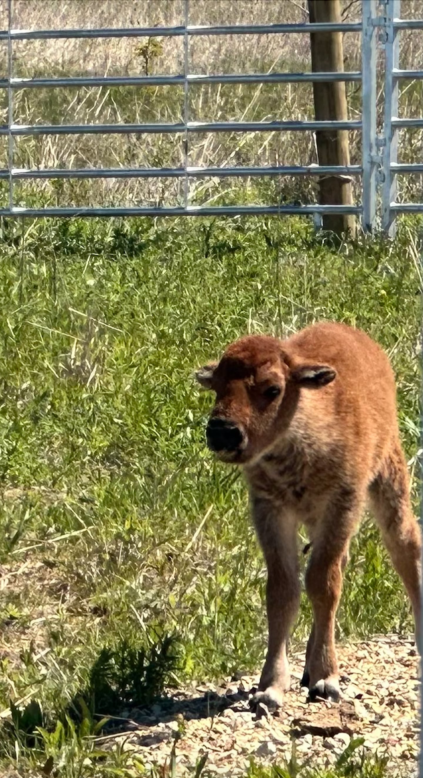 The first baby bison was born in the reintroduced herd of bison at Burlington Prairie Forest Preserve in Kane County.