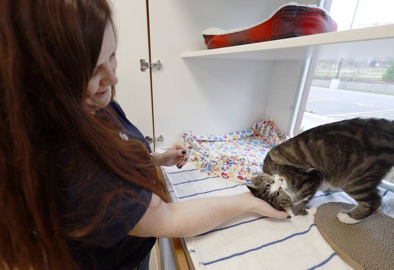 Agnieszka ("Aga") Bazan-Guzman, a volunteer and cat lover from Elmhurst works with one of the cats available for adoption at DuPage County Animal Services Friday, Nov. 21, 2025 in Wheaton.
