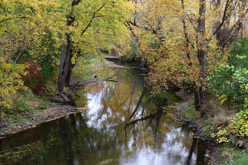 Colorful trees hang over the South Branch of the Kishwaukee river Tuesday, Oct. 22, 2024, at Sycamore Forest Preserve.
