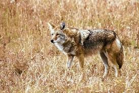Authorities say they’re aware of dead coyotes under Sycamore bridge
