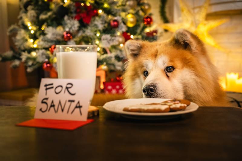 All Creatures Great & Small - Tips For Keeping Pets Safe From Holiday Temptations