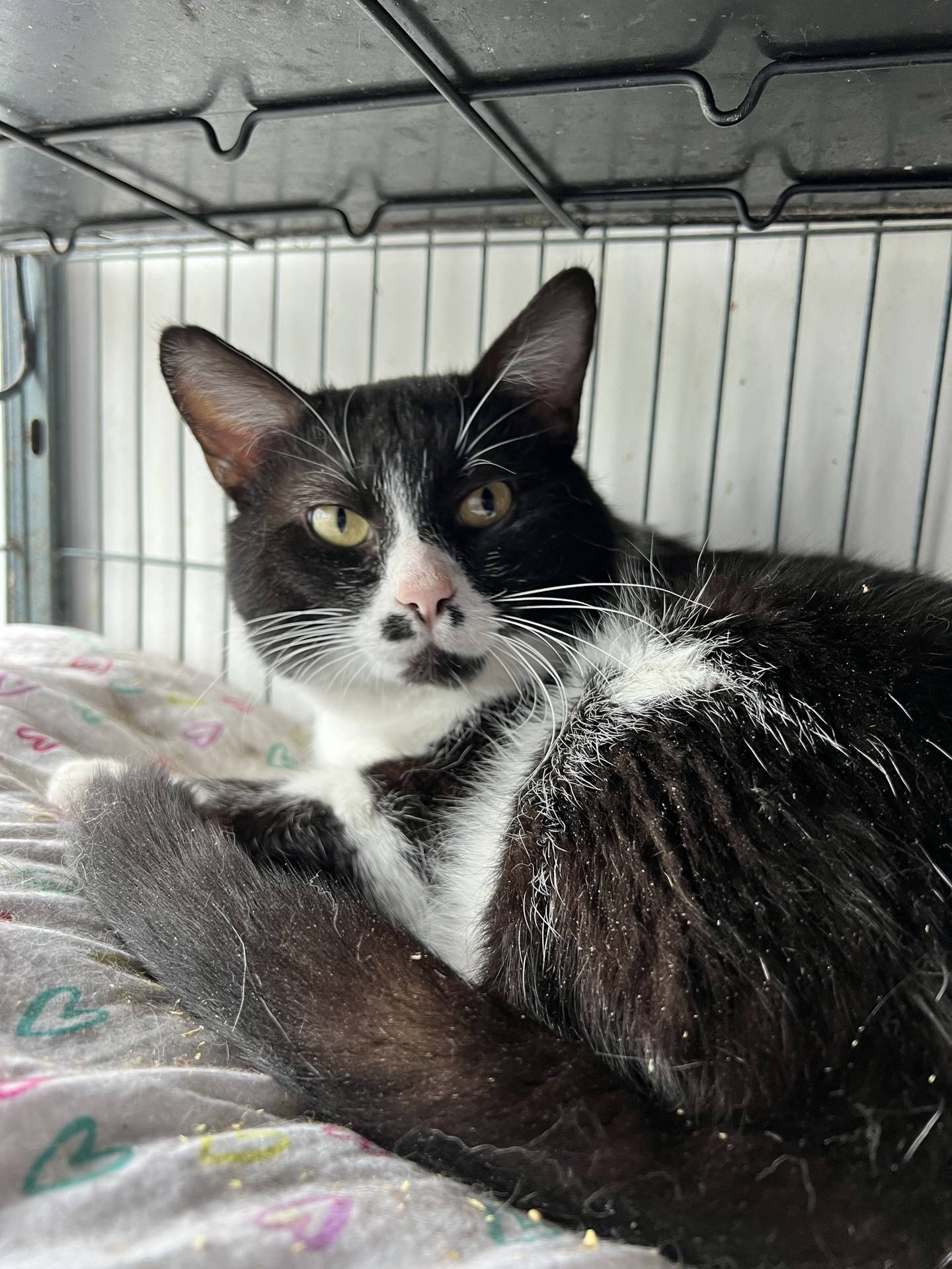 Harpo is a 3-year-old domestic shorthair that was rescued from a high kill shelter in southern Illinois where he was at risk of euthanasia. He is friendly, interactive and sweet. He will greet visitors and enjoys pets and attention. Ear and chin scratches are his favorite. He has a gentle demeanor that should make him a good fit for any home. To meet Harpo, email Catadoptions@nawsus.org.