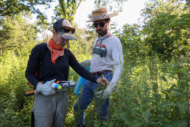 Volunteers Molly Bilderback-Ulrich, left, and her partner Nathan Ulrich, both of Kankakee, stop to admire a native mullein foxglove on Langham Island during a stewardship day on Aug. 9, 2025. Molly carries tools for removing invasive honeysuckle plants.
