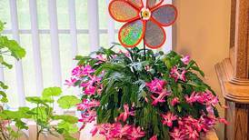 Down the Garden Path: Nurturing your holiday plants