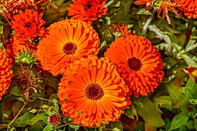 The language of flowers is a beautiful tool for communicating with others.