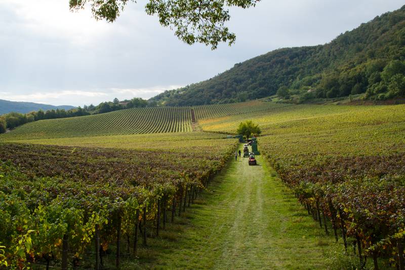 Colli Berici - Uncorked Feb. 2025 - Italian wines