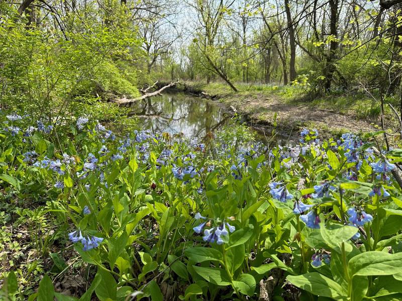 Virginia bluebells are along the trailhead to Illinois Canyon on Tuesday, April 25, 2023 at Starved Rock State Park.