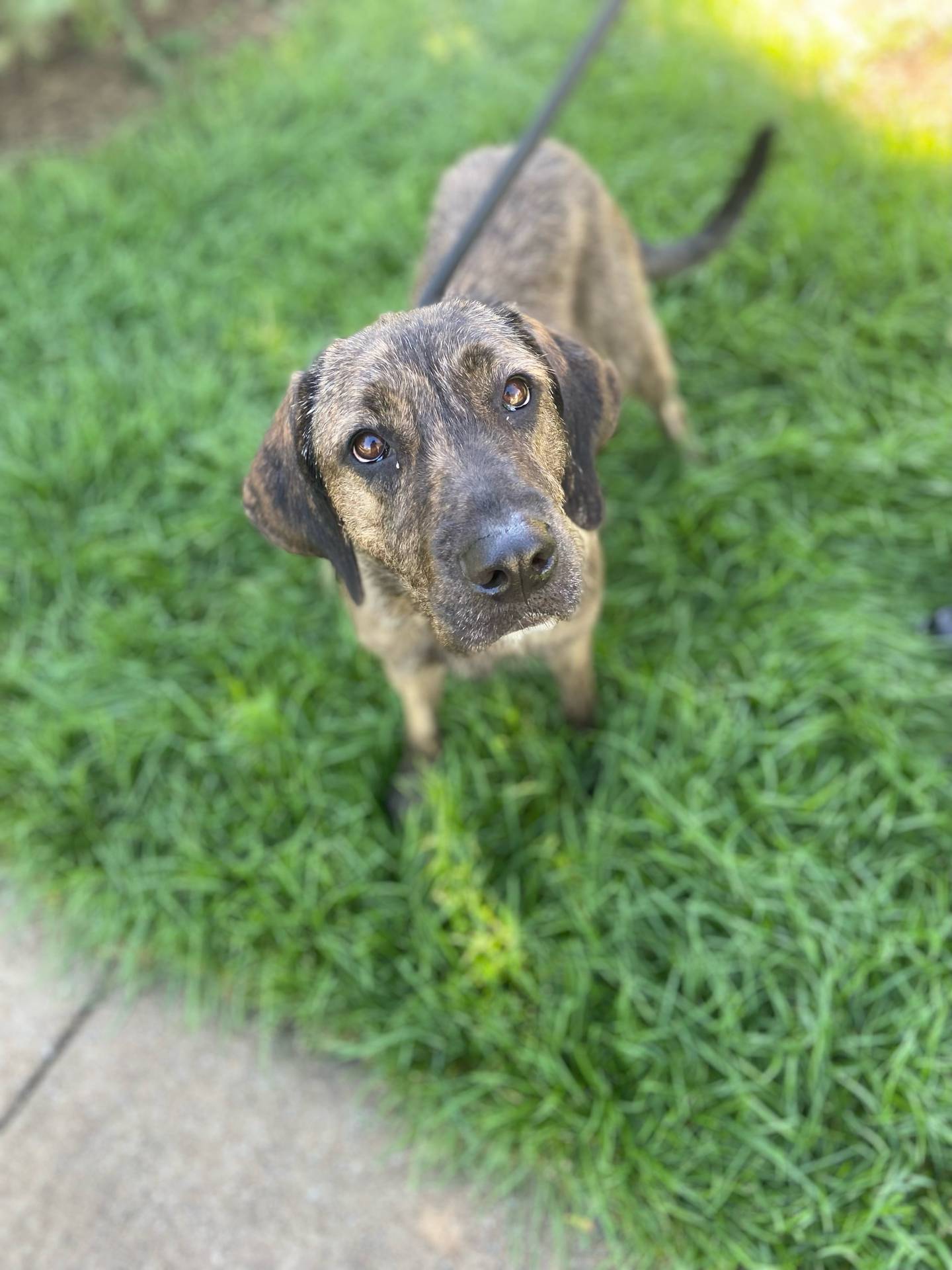 Brandy is a 4-year-old pointer mix that came from a high kill shelter in Kansas. She is sweet when meeting new people and enjoys pets and attention. She loves walks and the outdoors, but she also enjoys snuggling up in her blankets for a nap.  She needs an owner who can be her best friend. To meet Brandy, email Victoria at victoria@nawsus.org. Visit nawsus.org.