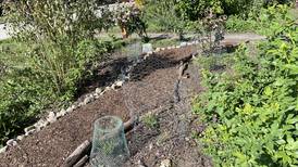 Down the Garden Path: Managing Furry Thieves in Our Gardens