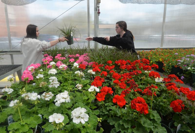 Piper Albaugh (left) hands a plant to Emaleigh Law as they work in the Oregon High School's greenhouse on Monday. Horticulture students have been busy preparing plants for the greenhouse's opening on May 6.