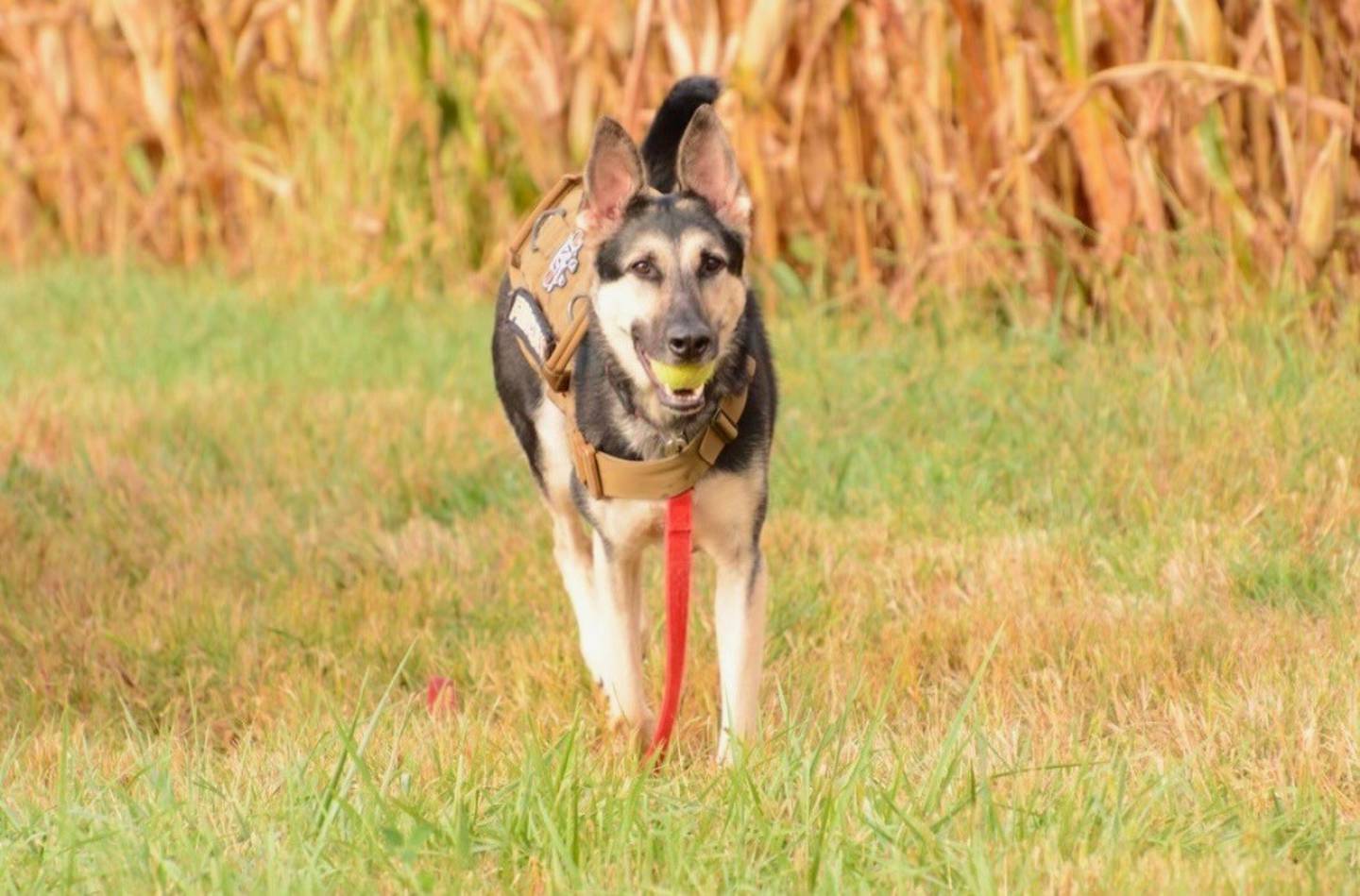 Retired K9 officer Helo died last week, Central K9 Search and Rescue confirmed in a statement issued Jan. 23, 2025. Helo also located murder victim Deb Dewey.