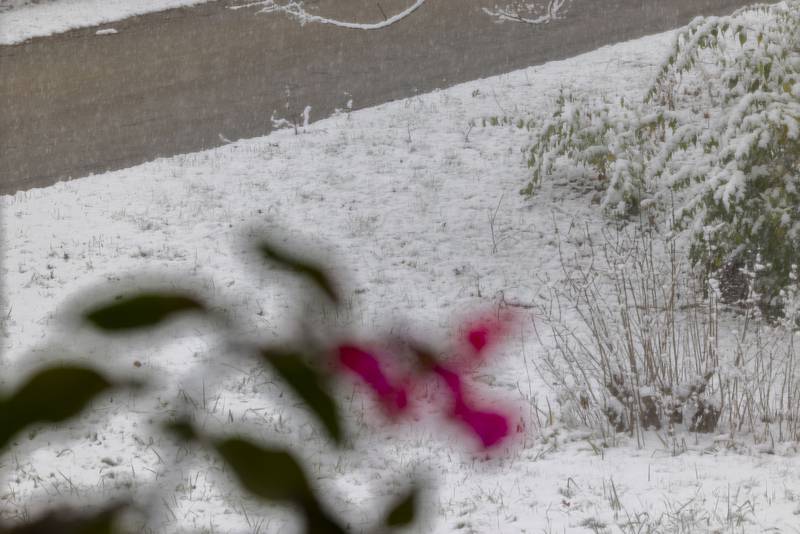 A bright red flower is seen backdropped against the first snow of the season Tuesday, Nov. 15, 2022.