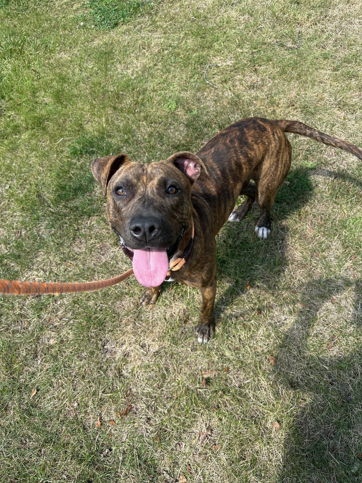 Jasper is a 1-year-old playful and gentle terrier that was rescued from a local animal control. He has a great personality and does well with children, other dogs and cats.  He’s initially shy when first meeting a large group of people. But once Jasper realizes they mean him no harm, he’s ready to be everyone’s friend. Jasper has good leash manners but does get the zoomies after a belly rub. To meet Jasper, email Dogadoption@nawsus.org. Visit nawsus.org.