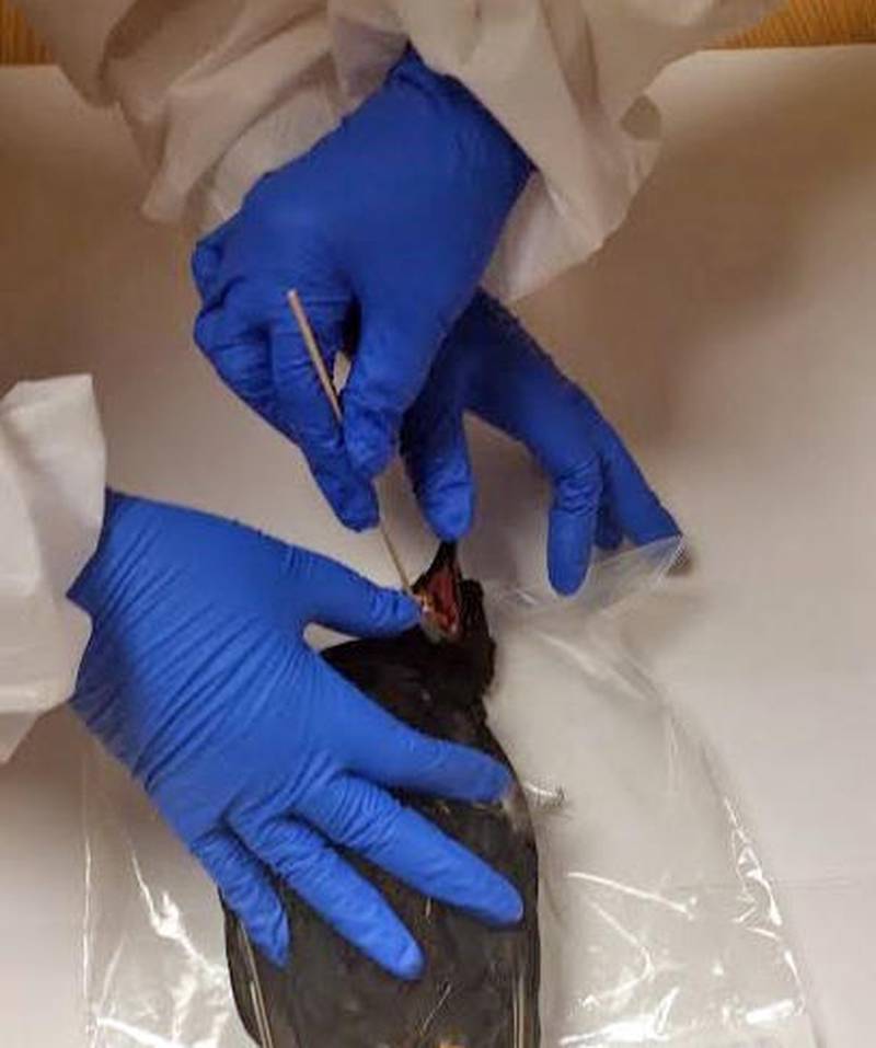 A crow is tested for West Nile virus by La Salle County Health Department employees in 2016. The bird tested positive. The health department requests anyone who finds a dead crow, blue jay or robin to call 815-433-3366 for the bird to be tested.