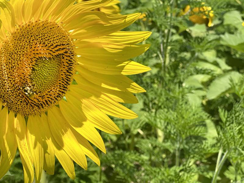 A bumble bee pollinates a sunflower in the sunflower field on Tuesday, July 11, 2023 at Matthiessen State Park.