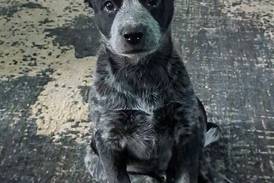 Pet of the Weekend: Feb. 12, 2025