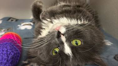 Once-abandoned cat needs some TLC to become comfortable