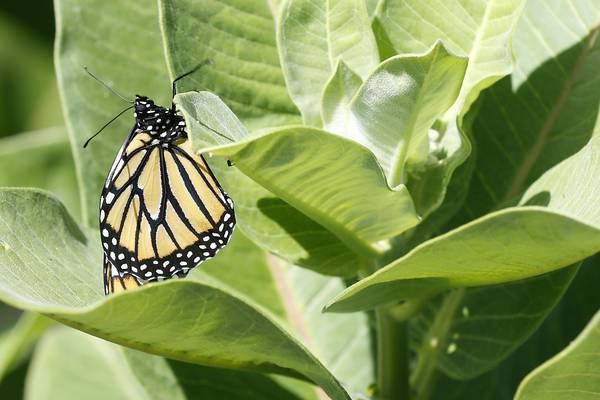 Country Road Greenhouses to hold annual fall sale Sept. 28-29
