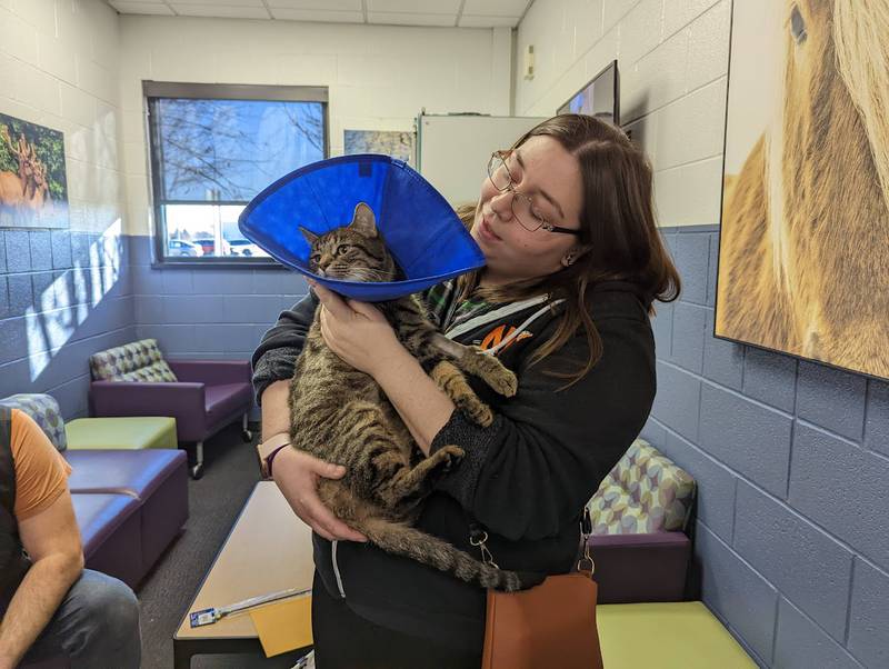 Rebekah Baran fell in love with Senna, a 1-year-old tabby from Joliet Township Animal Control, when Baran saw Senna in The Herald-News' Pets of the Week but the timing didn't work out. Senna eventually went to Joliet Junior College's veterinary technology program, which coordinated the adoption.