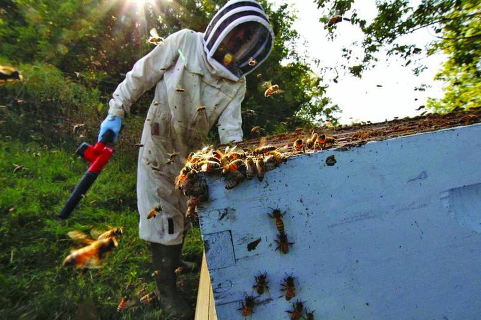 Illinois Valley Beekeepers Association holding meeting Feb. 12 Shaw Local
