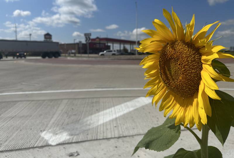 A lone sunflower is in full bloom on the northeast corner of the roundabout at the intersection of Route 178 and U.S. 6 in Utica. The sunflower is growing in rocks and was probably planted by a bird.