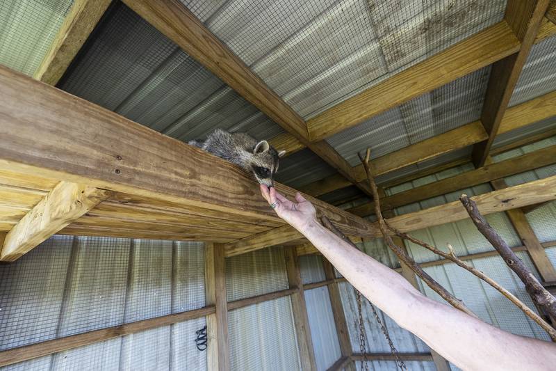 Jane Hochstatter knows many of the raccoons by sight, naming them and recognizing their traits and personalities.