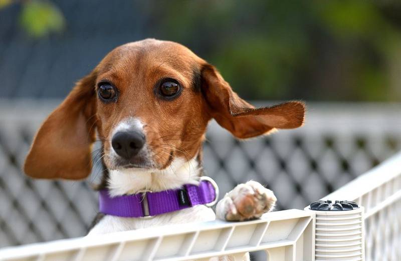 Anderson Humane brought back 75 more beagles overnight from the Envigo breeding facility in Virginia. The U.S. Humane Society says all of the nearly 4,000 beagles have been removed from the facility that was shuttered after federal investigators found they were being kept in inhumane conditions.