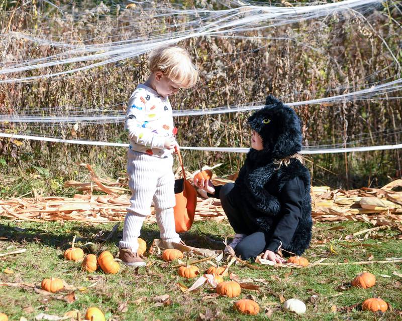 Siblings Kinsley Kaganovsky, 7, and August Kaganovsky, 2, of Glen Ellyn find a pumpkin to take home on Saturday Oct. 26, 2024, during the Boo Bash event held at Ackerman Park in Glen Ellyn.