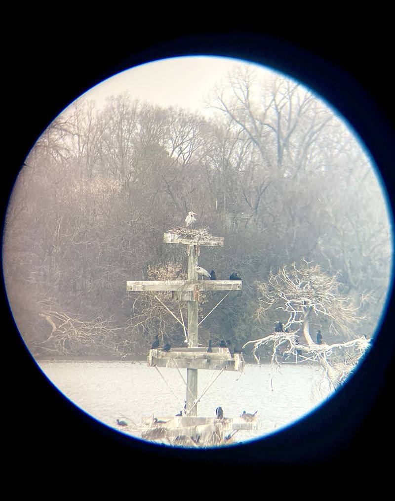 A heron is seen perched on a high nest through a telescope at the main nesting island at the Lake Renwick Heron Rookery Nature Preserve in Plainfield on Thursday, March 26, 2026.