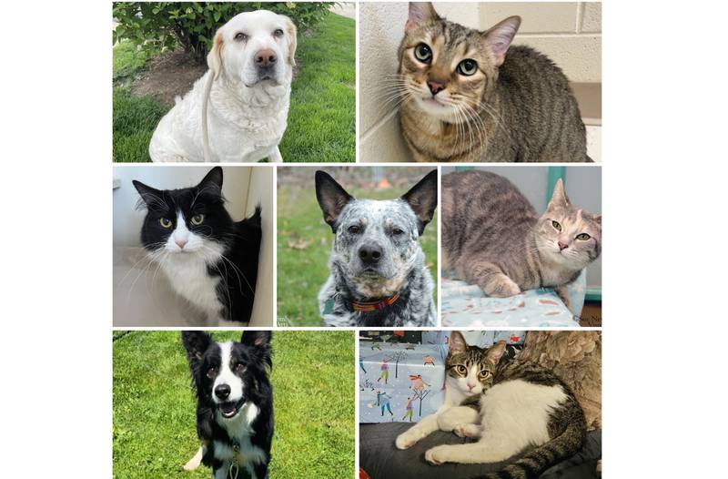 The Herald-News presents this week’s Pets of the Week. Read the description of each pet to find out about it, including where it can be adopted in Will County.
Send Pets of the Week submissions to news@theherald-news.com. Photos should be in .jpg file format, 200 dpi and sent as email attachments. Submissions are subject to editing for length, style and grammar, and run as space is available.