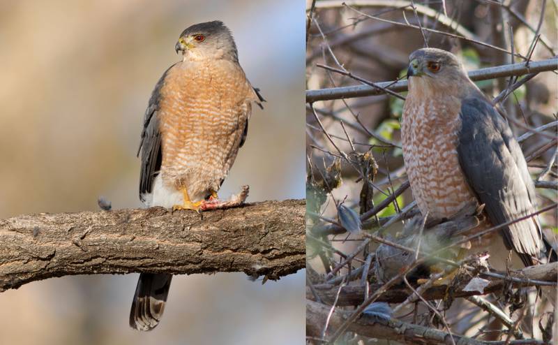 The Cooper’s hawk, right, and sharp-shinned hawk look very similar but, it turns out, are not as closely related as once thought.