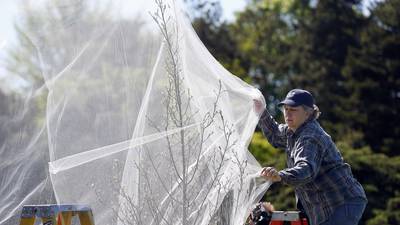 Photos: Morton Arboretum in Lisle prepares trees for emergence of cicadas