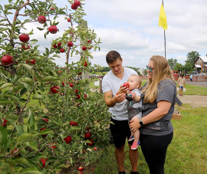 TJ Bellock, 8 months, gets a taste of an apple that his parets, Tyler and Kaylee Bellock just picked at Kuipers Family Farm in Maple Park on Saturday, Aug. 26, 2023