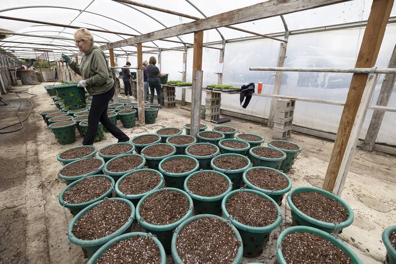 The committee has added 30 more baskets this year that will decorate Dixon. Volunteers got to work Friday, April 4, 2025, to plant the 20 plants per basket.