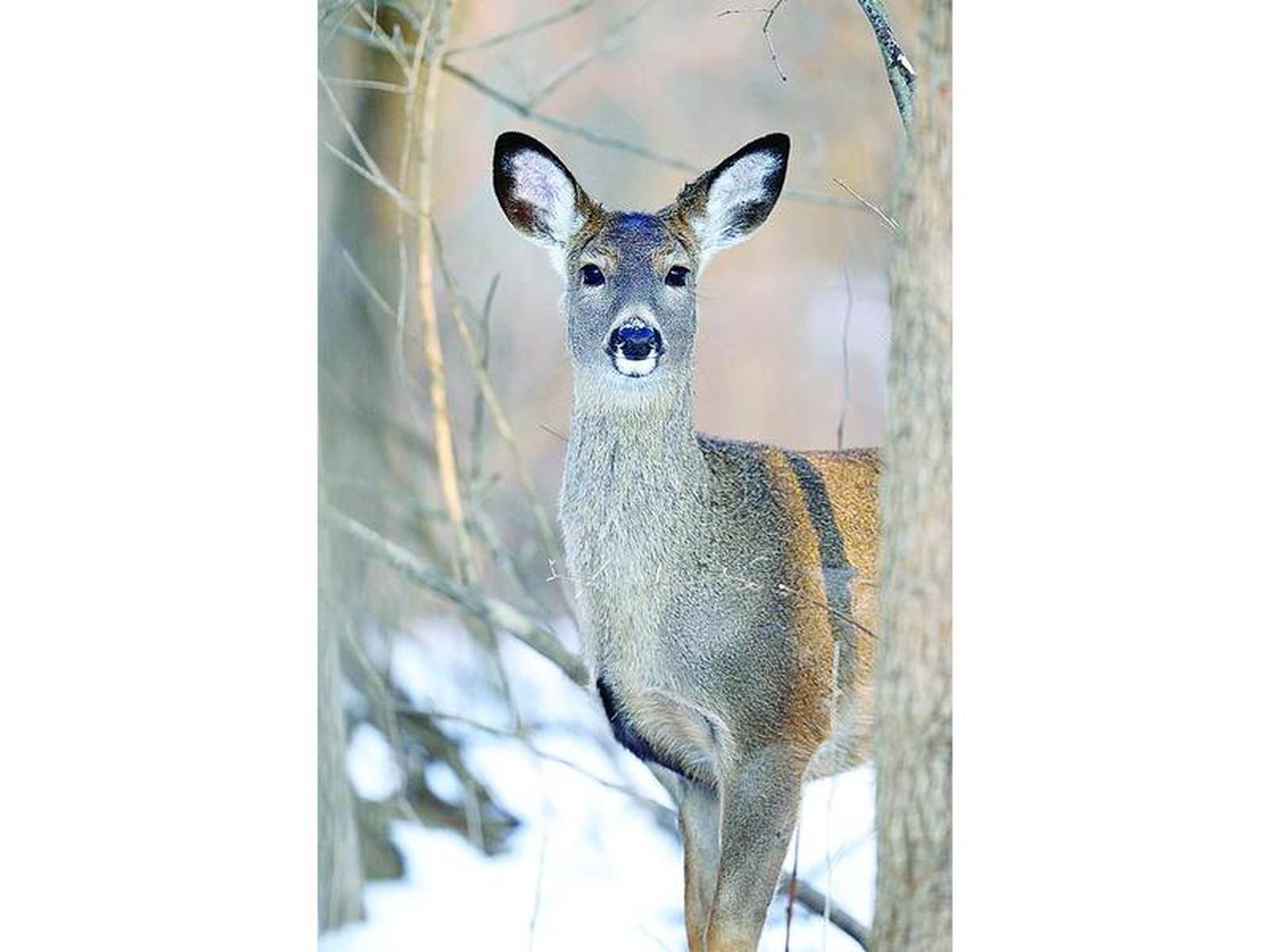 State isn’t responsible for deer eating melons Shaw Local