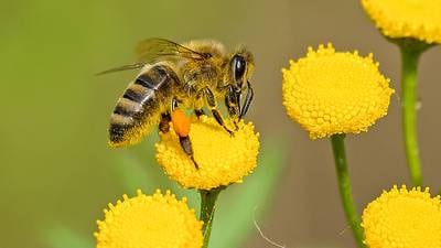 I-Pollinate training in Yorkville set for May 15