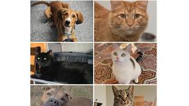 Will County Pets of the Week: Nov. 3, 2025