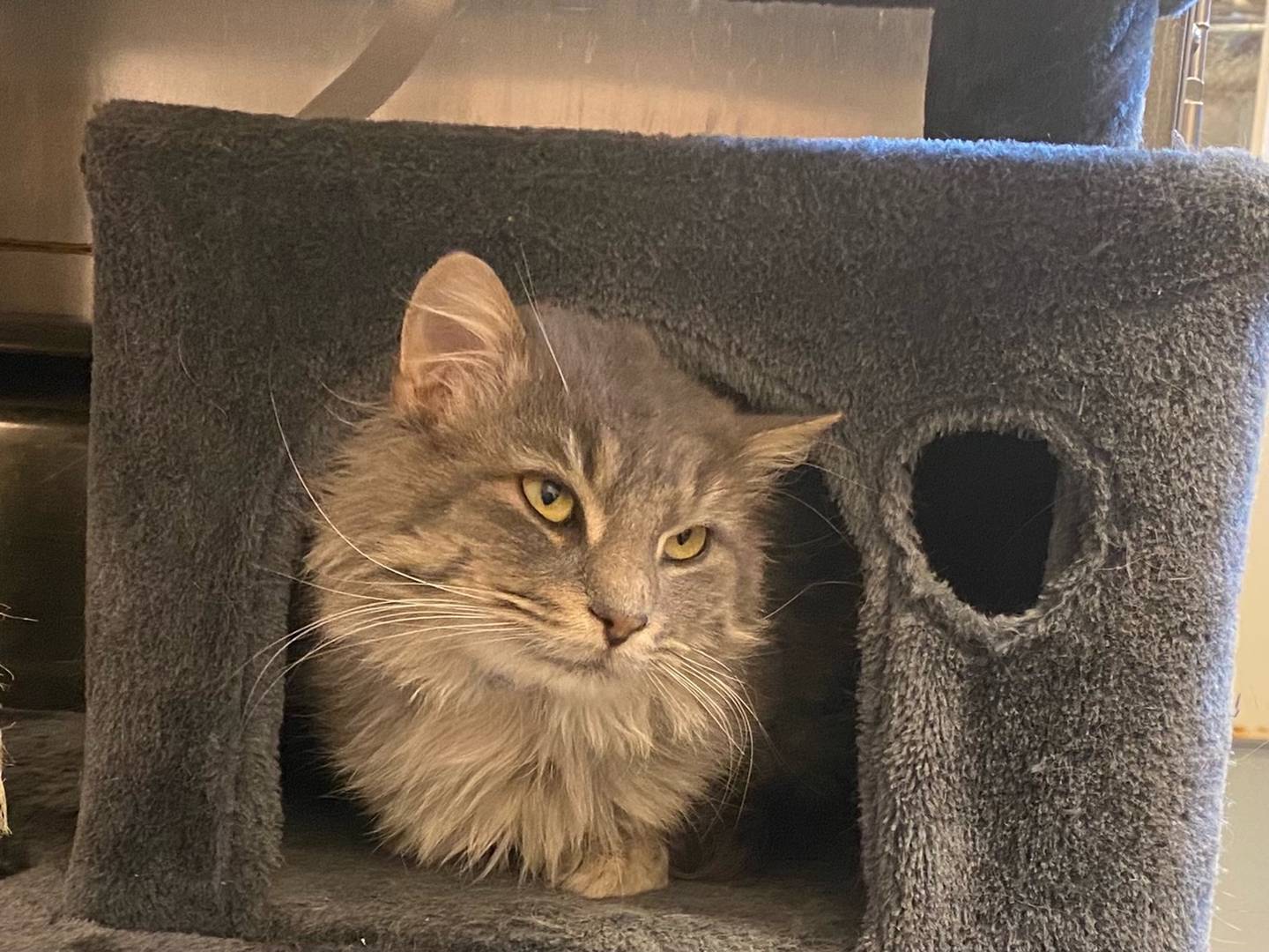 Jason is 1-year-old gray tabby that is friendly, social, and is very affectionate. He is very playful and is good around other cats. Jason is calm and will bring a lot of love into his new home.