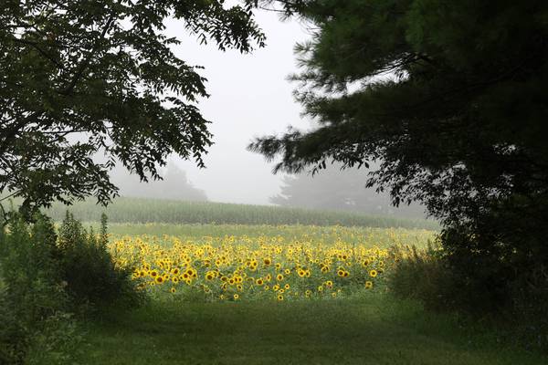 What’s a microforest? Learn more at upcoming DeKalb workshop