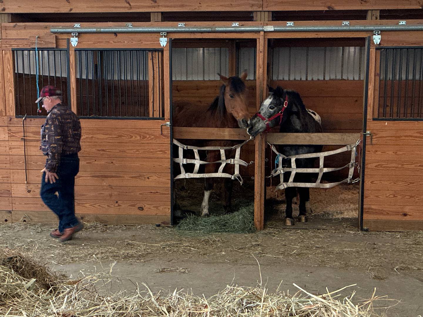 Troy, Pony of the Americas, touched noses with is barn mate, Shiloh, on Wednesday, April 8, 2026. The pony came home to his Marengo barn after a nearly 12-hour rescue from flood waters on Saturday.