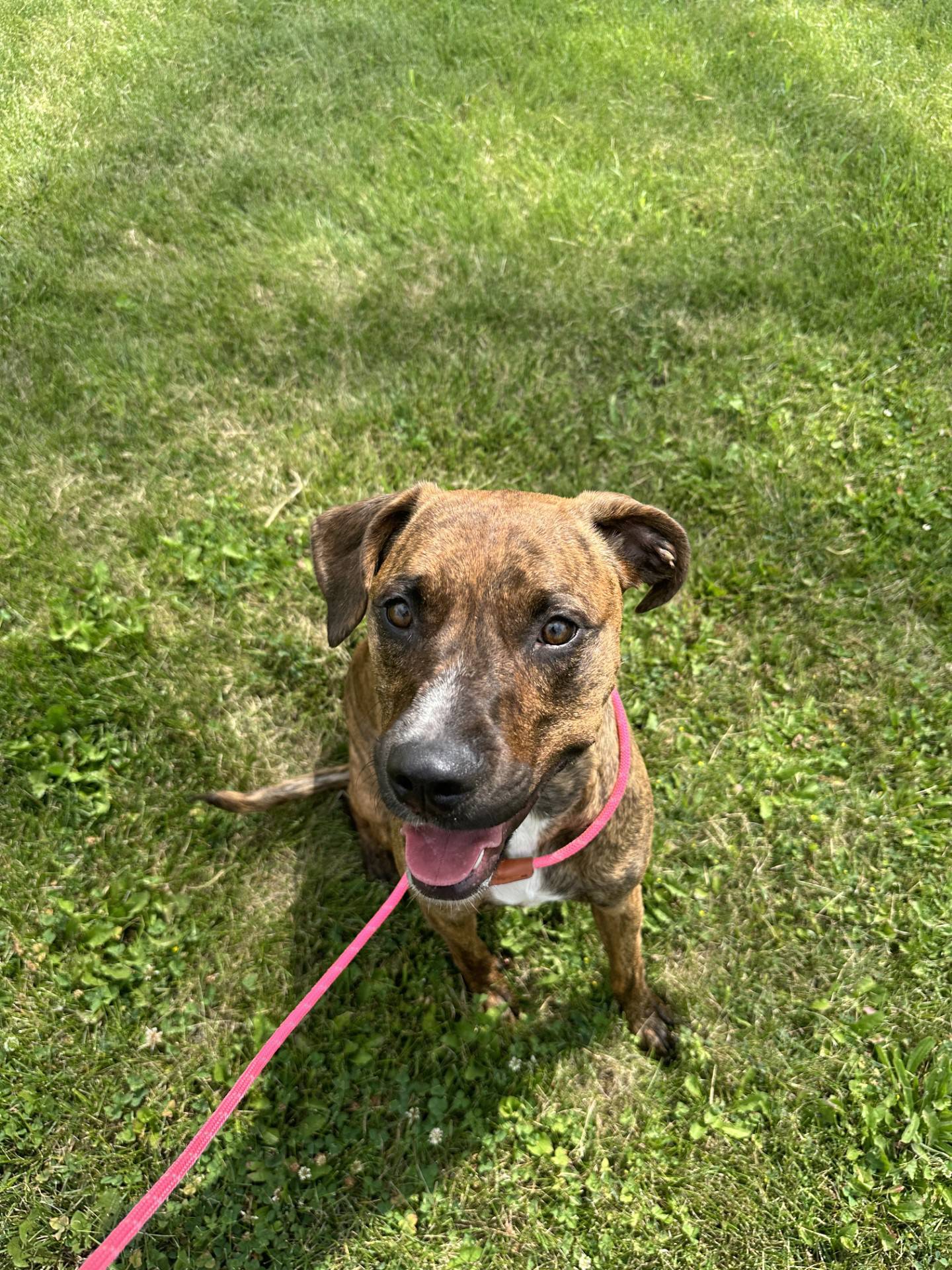 Charm is a 2-year-old brindle mix. She is friendly and outgoing; she likes walks and playing with toys. She will make a wonderful family dog, but she must be the only pet in the home. To meet Charm, email Dogadoption@nawsus.org. Visit nawsus.org.