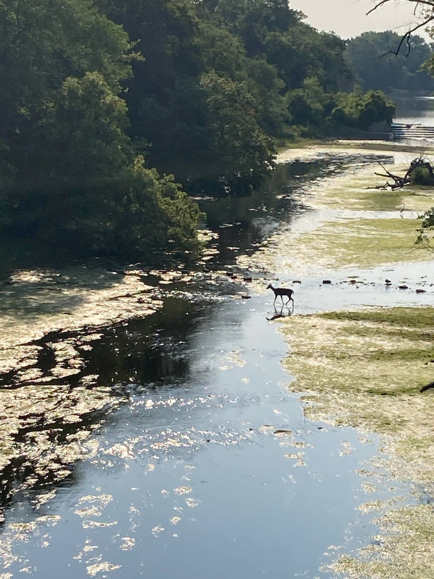 The Fox River on Saturday, June 24, 2023, looking east from Bridge Street near downtown Yorkville.
