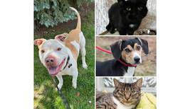Pets of the Week: Aug. 14, 2023